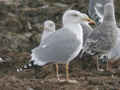 Goéland leucophée Larus michahellis