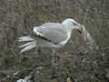 Goéland leucophée Larus michahellis  097B