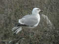 Goéland leucophée Larus michahellis  097B