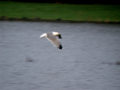 Goéland leucophée Larus michahellis