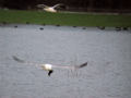 Goéland leucophée Larus michahellis