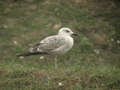 Goéland leucophée Larus michahellis 473H