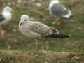 Goéland leucophée Larus michahellis 473H