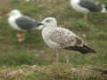 Goéland leucophée Larus michahellis 473H