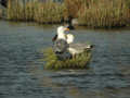 Goéland leucophée Larus michahellis