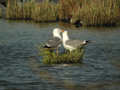 Goéland leucophée Larus michahellis