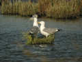 Goéland leucophée Larus michahellis