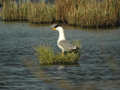 Goéland leucophée Larus michahellis