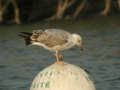 Goéland leucophée Larus michahellis