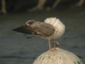 Goéland leucophée Larus michahellis