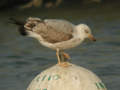 Goéland leucophée Larus michahellis