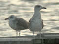 Goéland leucophée Larus michahellis 169J