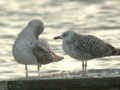 Goéland leucophée Larus michahellis 169J