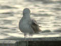 Goéland leucophée Larus michahellis 169J