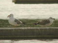 Goéland leucophée Larus michahellis