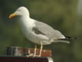 Goéland leucophée Larus michahellis