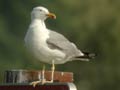 Goéland leucophée Larus michahellis