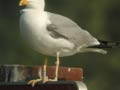 Goéland leucophée Larus michahellis