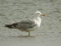 Goéland leucophée Larus michahellis 531T E2