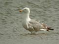 Goéland leucophée Larus michahellis 531T E2