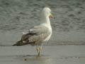 Goéland leucophée Larus michahellis 531T E2