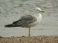 Goéland leucophée Larus michahellis 531T E2