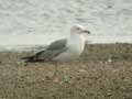 Goéland leucophée Larus michahellis 531T E2