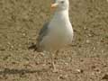 Goéland leucophée Larus michahellis 531T E2