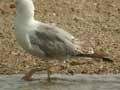 Goéland leucophée Larus michahellis 531T E2