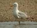 Goéland leucophée Larus michahellis 531T E2