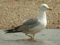 Goéland leucophée Larus michahellis 531T E2