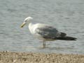 Goéland leucophée Larus michahellis E2 531T