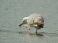 Goéland leucophée Larus michahellis E2 531T