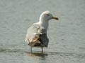 Goéland leucophée Larus michahellis E2 531T