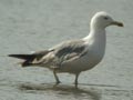 Goéland leucophée Larus michahellis E2 531T