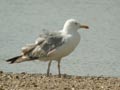 Goéland leucophée Larus michahellis E2 531T