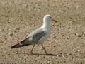 Goéland leucophée Larus michahellis E2 531T