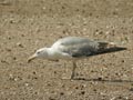 Goéland leucophée Larus michahellis E2 531T