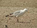 Goéland leucophée Larus michahellis E2 531T