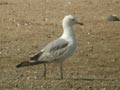 Goéland leucophée Larus michahellis E2 531T