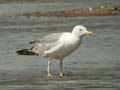 Goéland leucophée Larus michahellis E2 531T