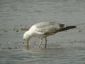 Goéland leucophée Larus michahellis E2 531T