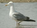 Goéland leucophée Larus michahellis E2 531T