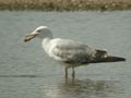 Goéland leucophée Larus michahellis E2 531T