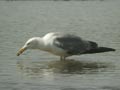 Goéland leucophée Larus michahellis E2 531T