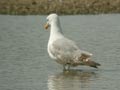 Goéland leucophée Larus michahellis E2 531T