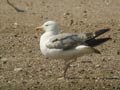 Goéland leucophée Larus michahellis E2 531T