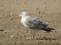 Goéland leucophée Larus michahellis E2 531T