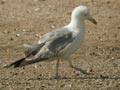 Goéland leucophée Larus michahellis E2 531T