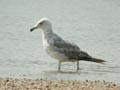 Goéland leucophée Larus michahellis